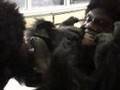 Emo Monkey Movie