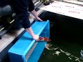 interkoi,koi,momotaro
