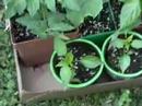 Container Garden 2007