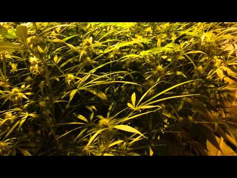how to grow kb weed