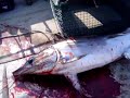 swordfish on a drail swordfish on a drail