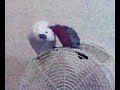 BEBO kisses COOKOO lol (Galah with Cockatoo)