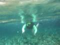 videos de mergulho rio da prata - acerto