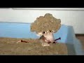 Fonejacker - Cleverest Mouse in the world Fonejacker - Cleverest Mouse in the world