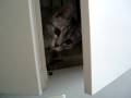 ロッカーのねこみさん