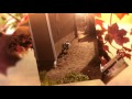 Landscape project ideas San Diego Le Perv Landscape