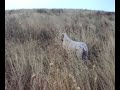 Spinone in ferma su fagiani