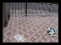 4319.flv