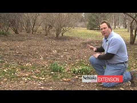 how to transplant bulbs in spring