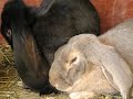 Blueberry tries to hide under Cinder Blueberry tries to hide under Cinder