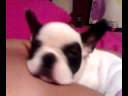videos de Traya Roncando