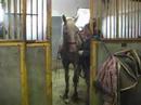 Golden Chardonnay 2 tacking up Golden Chardonnay 2 tacking up