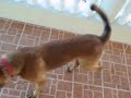 Belgian Malinois.AVI