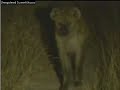 Spotted Hyaenas