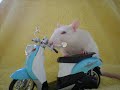 my rat