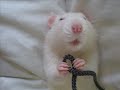 my rat