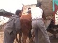 189 Morocco Rabat cattle market