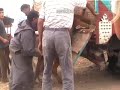 189 Morocco Rabat cattle market