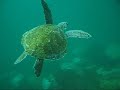 Video submarino Arraial do Cabo