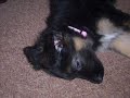 Angel, Our German Shepherd Puppy