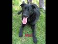Dogs Currently Up For Adoption Pets Haven Pro Life Animal Shelter