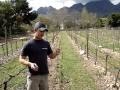 Wikus on cover crop