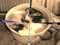 canes y felinos