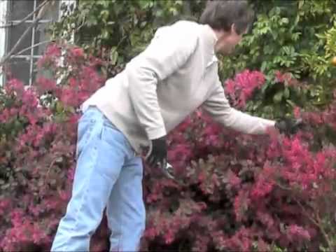 how to transplant loropetalum