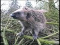 Pindsvin i Verup - Pneumonic Hedgehog?