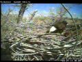 Fort St. Vrain Eagle March 29, 2011 RRP Platteville, Colorado Raptor Resource Project
