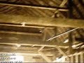 Armstrong Barn Renewal harry Hibbs Twiggle Toes