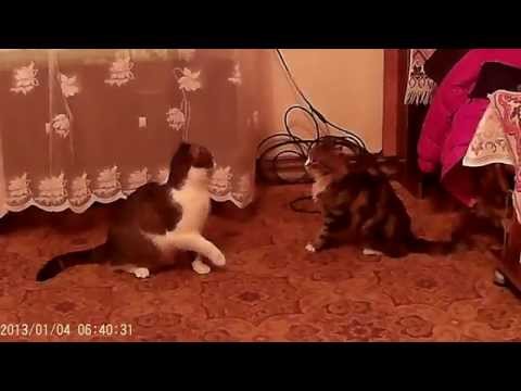 Dispute funny cats