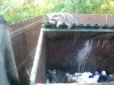 RACCOONS GONE WILD!!!! (in my 2yd dumpster)