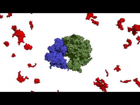 how to isolate ribosomes