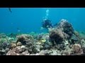 SCUBA Diving Malapascua, Mactan, Oslob - Cebu, The Phillipines - Underwater Video HD
