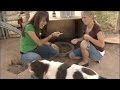 Dog Food Coupons Spoof