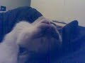 Pointy Asleep