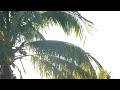 Overlapping Palms