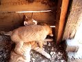 kedi ve k�pek ler
