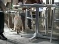 Guide Dog