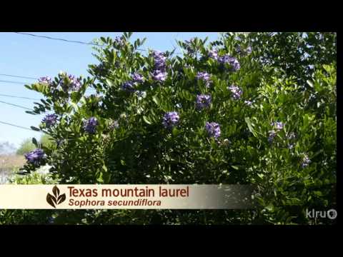 how to fertilize mountain laurel