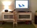 Puglet vs. Grizzlies