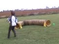 Roo Agility Take 2
