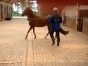videos de monarca de v.k hija  lucerito