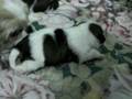 Miska and her pupies