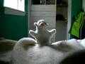 Lamb splat