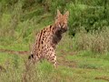 BBC motion gallery - WILD AFRICA with Toto