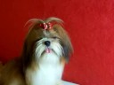 Thumbnail #3