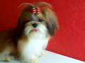 Shih Tzu from Stain Glass Shih Tzu