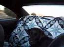 Pepper in GTO